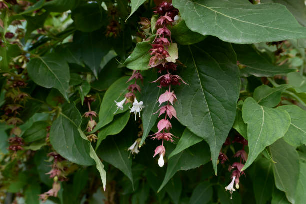 Leycesteria formosa in bloom Leycesteria formosa leaves and inflorescence close up leycesteria formosa stock pictures, royalty-free photos & images