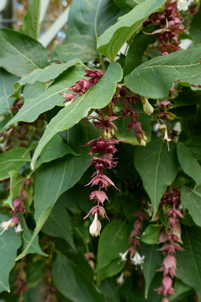Leycesteria formosa in bloom Leycesteria formosa leaves and inflorescence close up leycesteria formosa stock pictures, royalty-free photos & images