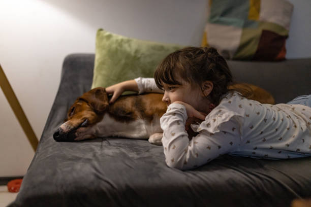 dog sofa next