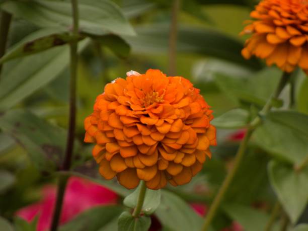 istock Pretty Orange Flower 1443931779
