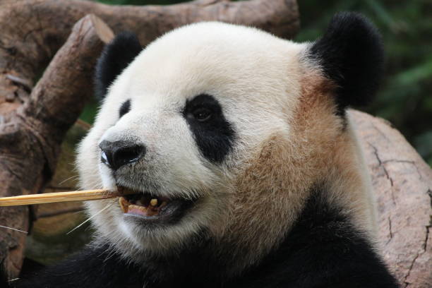 istock Close up Panda in Chongqing, China 1443932982