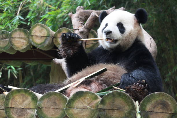 istock Close up Panda in Chongqing, China 1443932998