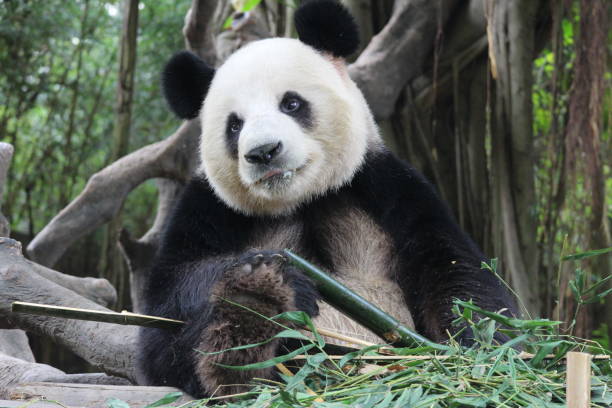istock Close up Panda in Chongqing, China 1443933002