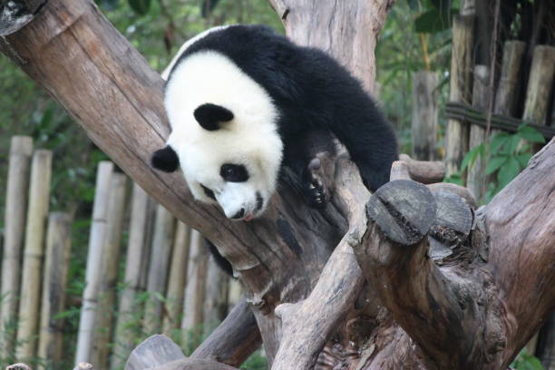 istock Close up Panda in Guangzhoug, China 1443933018