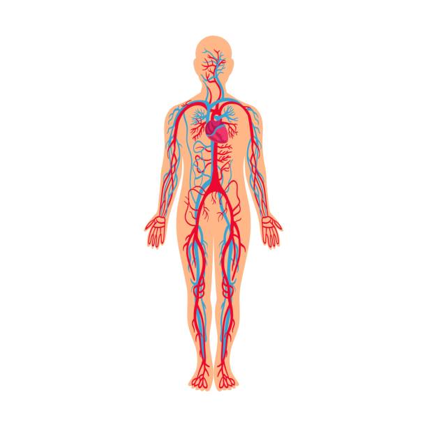 순환계, 근육과 뼈가 인체 벡터 삽화에 있습니다. 흰색 배경에 격리된 해부학 구조를 가진 만화 남자 - 심장혈관계 stock illustrations