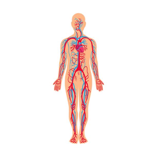 кровеносная система, мышцы и кости в организме человека векторная иллюстрация. мультяшный человек с анатомическим строением, изолированны - anatomy the human body human bone white background stock illustrations