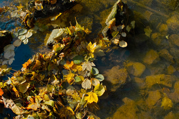colorful leaves in the river at autumn stock photo
