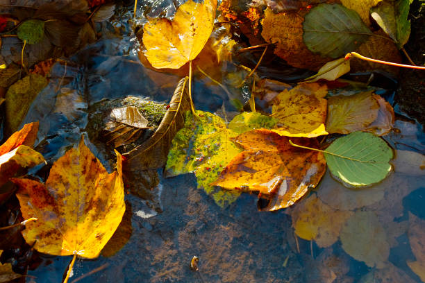 colorful leaves in the river at autumn stock photo