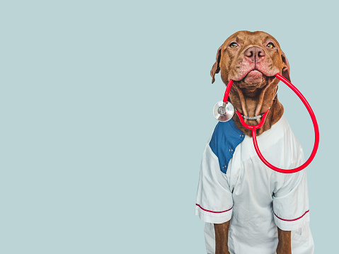 Lovable, pretty puppy, wearing a doctor's coat and holding stethoscope. Preparing for a veterinary appointment. Close-up, indoors. Studio photo. Pets care concept