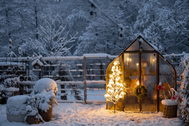 istock Snowy yard with glasshouse and glowing tree graland 1443938466