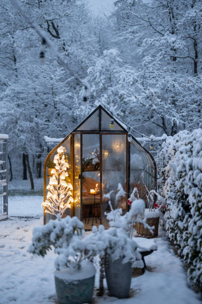 istock Snowy yard with glasshouse and glowing tree graland 1443938486