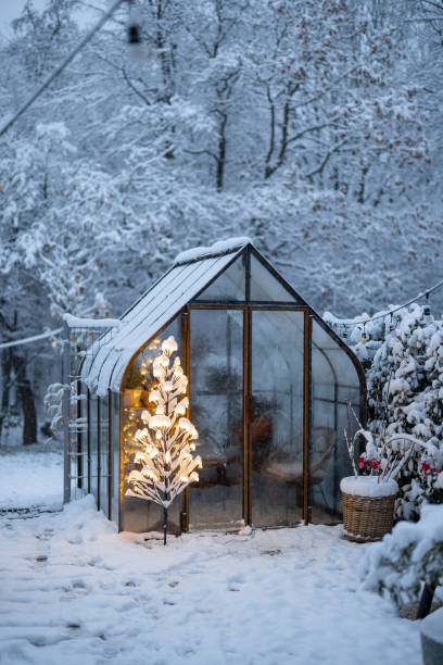istock Snowy yard with glasshouse and glowing tree graland 1443938539
