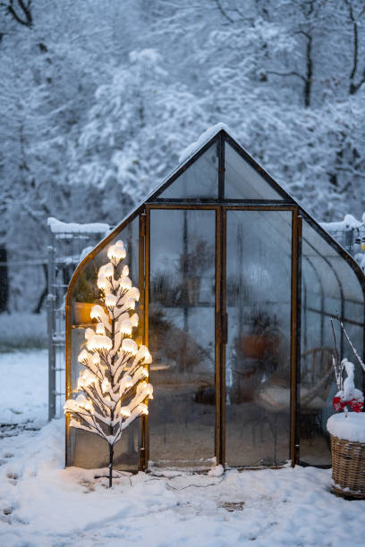 istock Snowy yard with glasshouse and glowing tree graland 1443938579