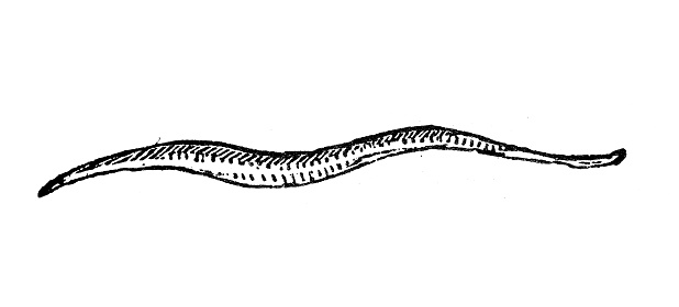 Antique engraving illustration: Roundworm parasite