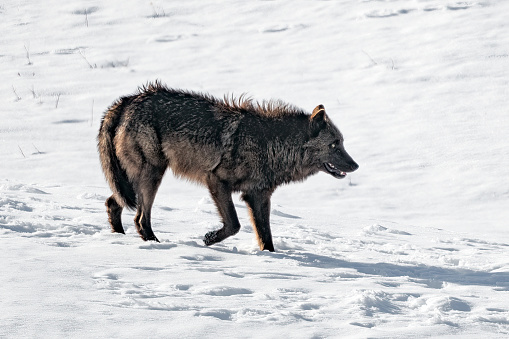 Dark covered gray wolf walking across snow covered meadow in northwestern Wyoming in Yellowstone National Park,USA, North America