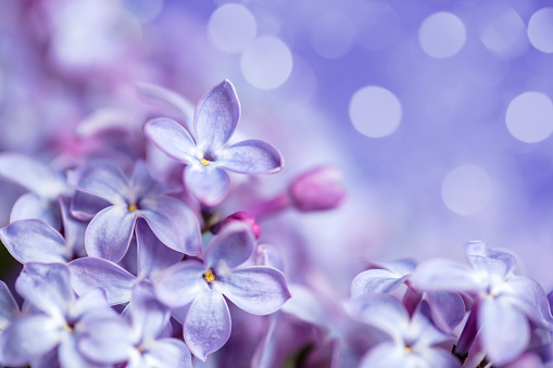 A DSLR close-up photo of Lilac blossom on a blue background with beautiful defocused lights bokeh. Shallow depth of field, space for copy.