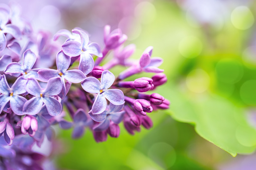A DSLR close-up photo of beautiful Lilac blossom on a green background with beautiful defocused lights bokeh. Shallow depth of field.