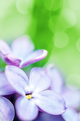 A DSLR close-up photo of Lilac blossom with beautiful defocused lights bokeh. Shallow depth of field, space for copy.