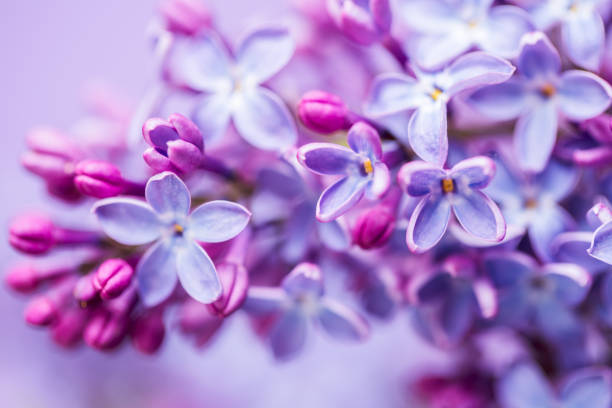 istock Lilac blossom close-up 1443944551