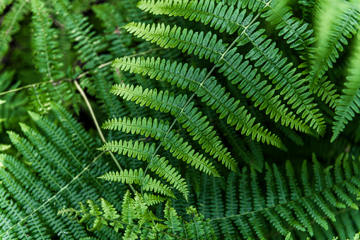 Close-up shot of fern leaves.
