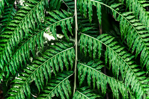 Green fern leaves, perfect nature background.