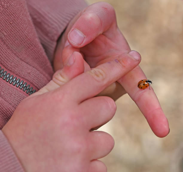 istock Hands of child holding a red ladybug as it crawls on a finger. 1443946651