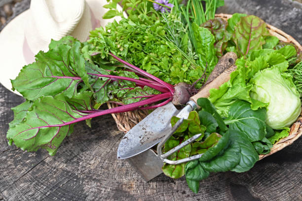 istock Fresh picked greens from the vegetable garden. 1443946713