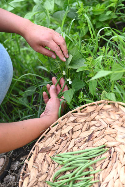 Woman is harvesting beans from the vegetable garden. stock photo