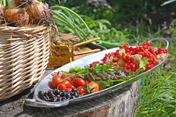 Harvest fresh gree and fruits from the vegetable garden. stock photo