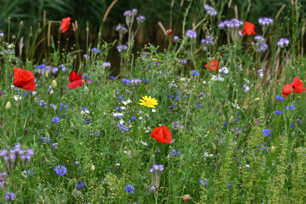 Roadside flowers poppies and other anual flowers. stock photo