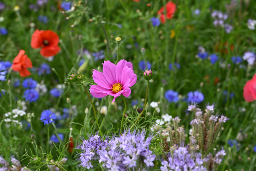 Colorful cosmos with fresh leaves