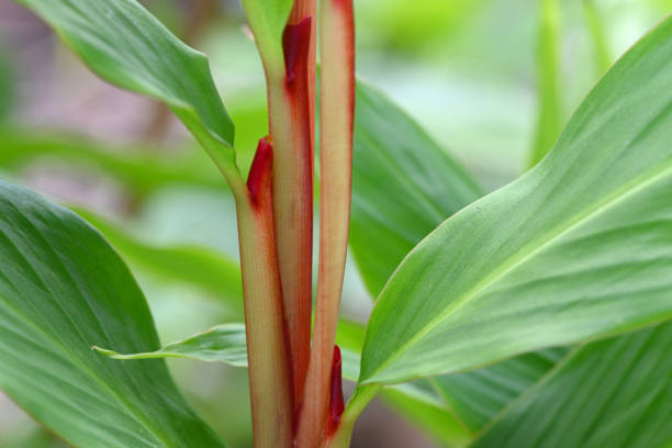 Orange ornamental ginger plant with red stem. stock photo