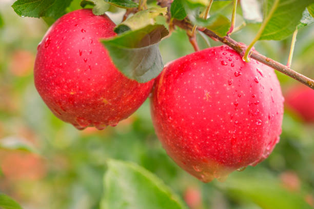 istock Apples hanging on an apple tree in an orchard 1443947470