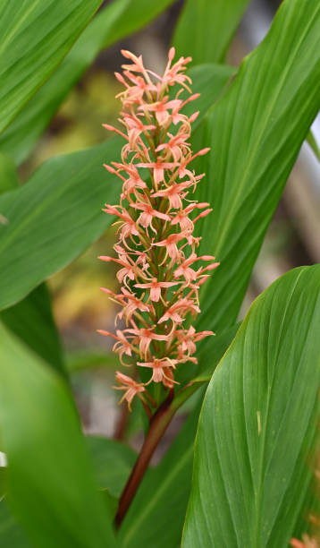 istock Orange ornamental ginger plant in the Netherlands. 1443947493