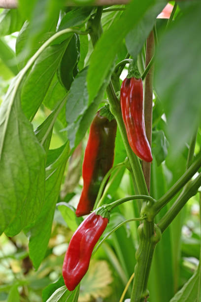 Chili plant with red ripe chillies outdoor. stock photo