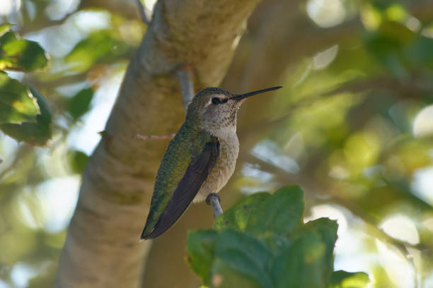weiblicher calliope-kolibri im napa valley - sternelfe stock-fotos und bilder