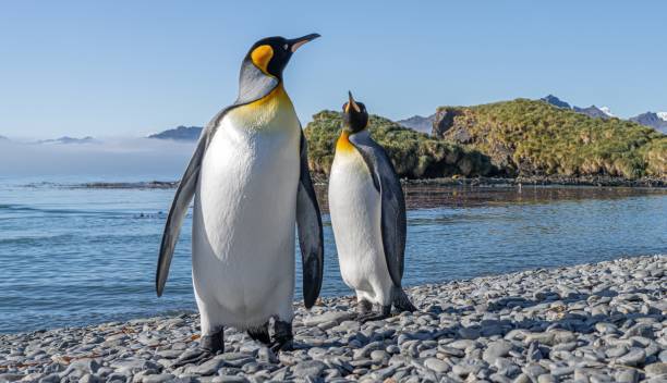 istock Pair of 2 King Penguins (APTENODYTES PATAGONICUS) on South Georgia interacting with each other 1443948331