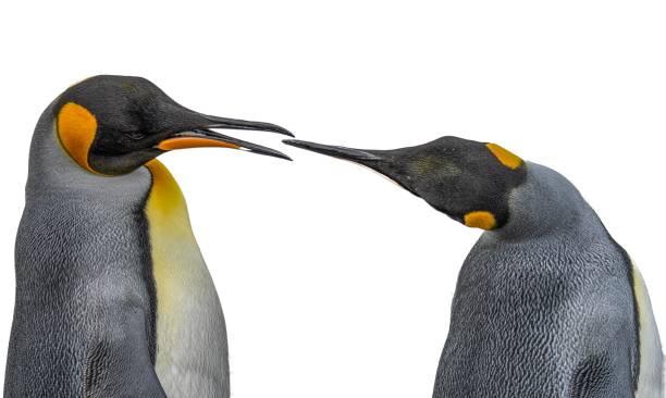 Pair of 2 King Penguins (APTENODYTES PATAGONICUS) on South Georgia interacting with each other Pair of 2 King Penguins (APTENODYTES PATAGONICUS) on South Georgia interacting with each other king penguin stock pictures, royalty-free photos & images