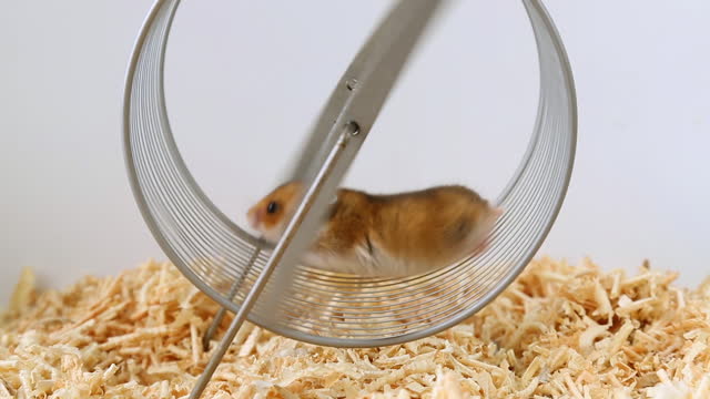 A red-haired hamster in a wheel is running. Rat race.