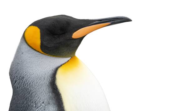 istock single king penguin (APTENODYTES PATAGONICUS) isolated against white background 1443951030