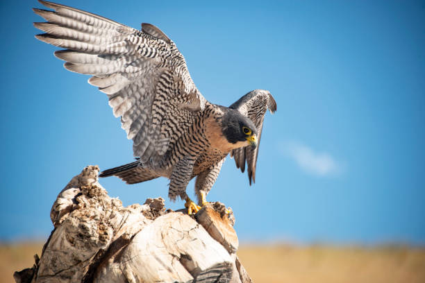 istock Peregrine falcon landing on a tree stump 1443951240