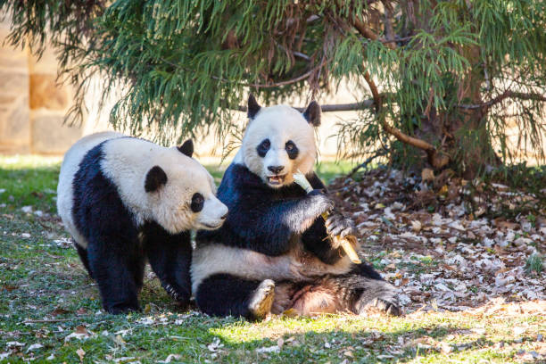 istock Two Giant Pandas playing and eating sugarcane 1443951345