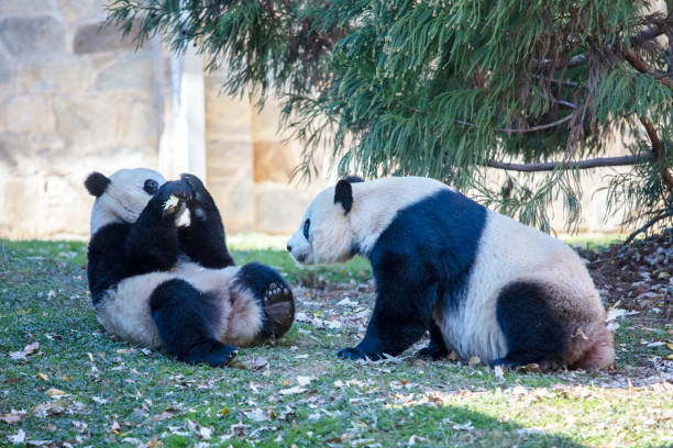 istock Two Giant Pandas playing and eating sugarcane 1443951381