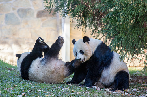 Two Giant Pandas playing and eating sugarcane