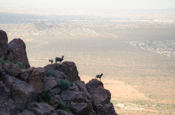 famille de mouflons d’amérique au bord des montagnes de la superstition - bighorn sheep sonoran desert animal sheep photos et images de collection
