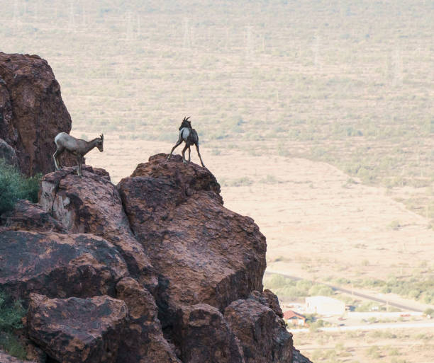 jeune mouflon d’amérique au bord des montagnes de la superstition - bighorn sheep sonoran desert animal sheep photos et images de collection