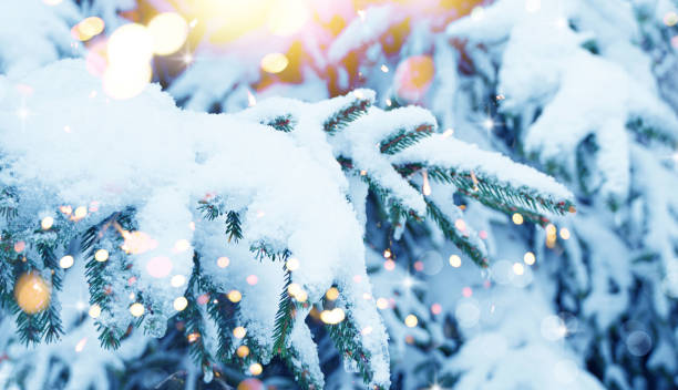 istock Christmas Tree. Cristmas New Year Winter blurred background. Magic winter snow landscape. Christmas greeting card. Christmas lights. Space for text. 1443952923