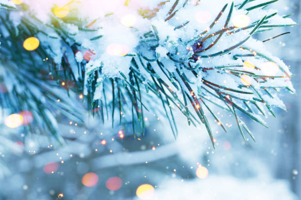 istock Christmas Tree. Cristmas New Year Winter blurred background. Magic winter snow landscape. Christmas greeting card. Christmas lights. Space for text. 1443952925