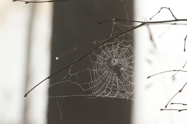 istock Nature background with wet cobweb on tree branch. Spider web with dew drops on tree branch on foggy morning in forest. 1443955877