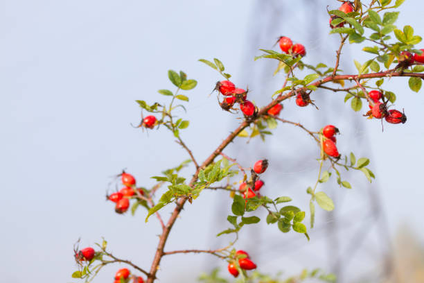istock Red ripe rose hip berries on a bush 1443955895